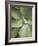 Agave Cactus, Longwood Gardens, Pennsylvania, Usa-Adam Jones-Framed Photographic Print