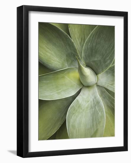 Agave Cactus, Longwood Gardens, Pennsylvania, Usa-Adam Jones-Framed Photographic Print