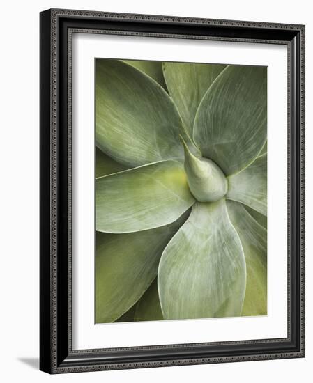 Agave Cactus, Longwood Gardens, Pennsylvania, Usa-Adam Jones-Framed Photographic Print
