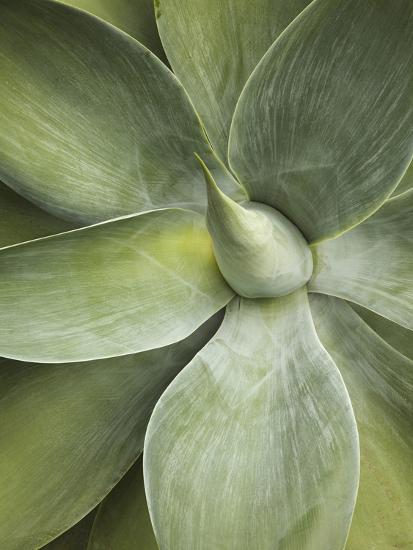 Agave Cactus Longwood Gardens Pennsylvania Usa Photographic Print Adam Jones Art Com