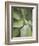 Agave Cactus, Longwood Gardens, Pennsylvania, Usa-Adam Jones-Framed Photographic Print