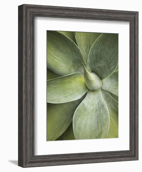 Agave Cactus, Longwood Gardens, Pennsylvania, Usa-Adam Jones-Framed Photographic Print