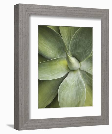 Agave Cactus, Longwood Gardens, Pennsylvania, Usa-Adam Jones-Framed Photographic Print