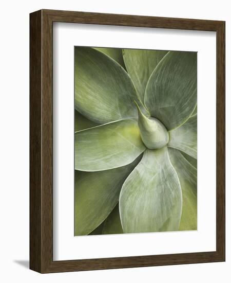 Agave Cactus, Longwood Gardens, Pennsylvania, Usa-Adam Jones-Framed Photographic Print