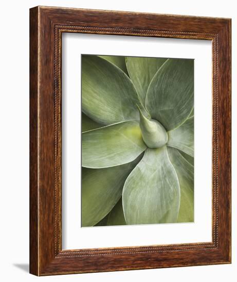 Agave Cactus, Longwood Gardens, Pennsylvania, Usa-Adam Jones-Framed Photographic Print