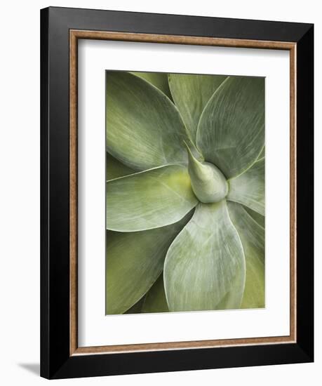 Agave Cactus, Longwood Gardens, Pennsylvania, Usa-Adam Jones-Framed Photographic Print