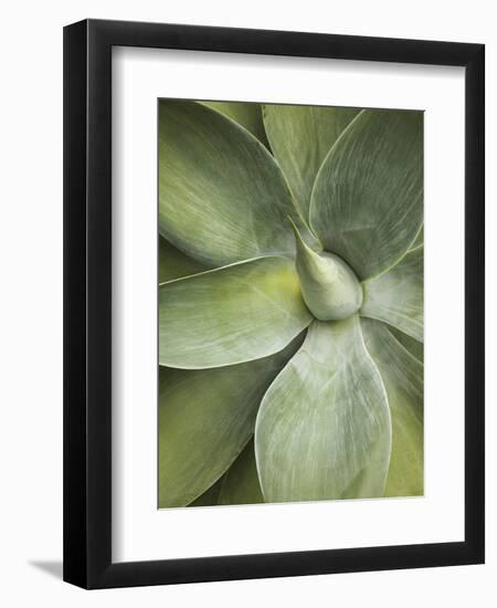 Agave Cactus, Longwood Gardens, Pennsylvania, Usa-Adam Jones-Framed Photographic Print