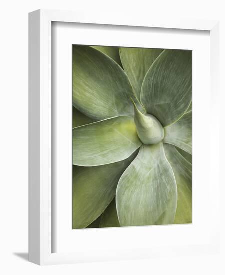 Agave Cactus, Longwood Gardens, Pennsylvania, Usa-Adam Jones-Framed Photographic Print