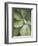 Agave Cactus, Longwood Gardens, Pennsylvania, Usa-Adam Jones-Framed Photographic Print