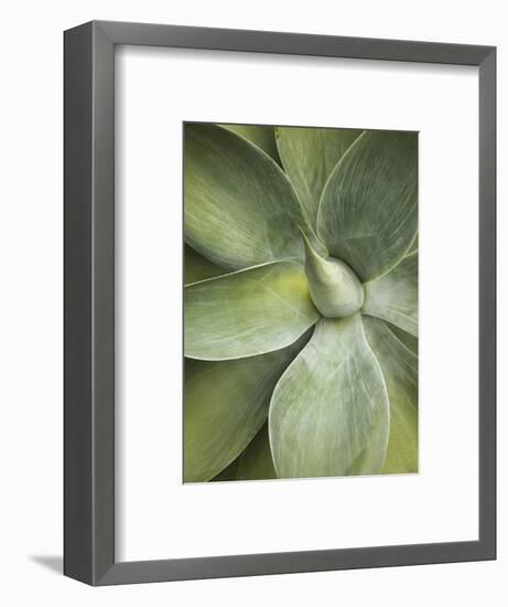 Agave Cactus, Longwood Gardens, Pennsylvania, Usa-Adam Jones-Framed Photographic Print