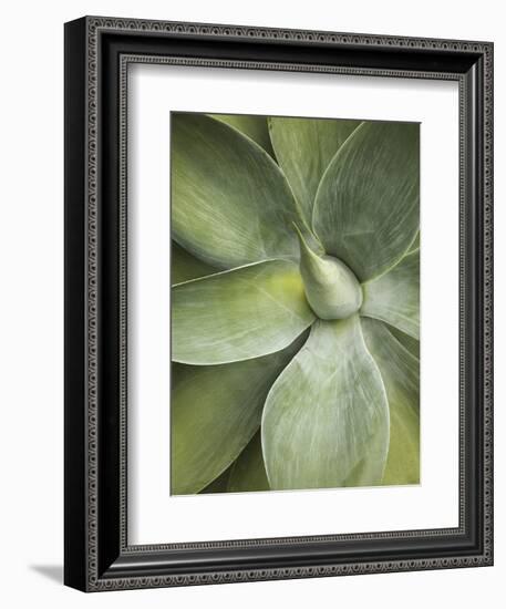 Agave Cactus, Longwood Gardens, Pennsylvania, Usa-Adam Jones-Framed Photographic Print