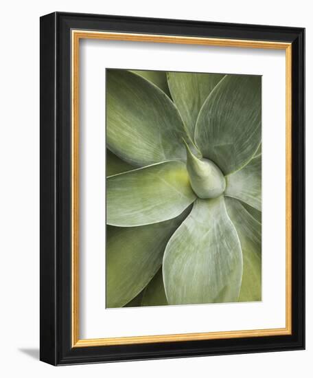 Agave Cactus, Longwood Gardens, Pennsylvania, Usa-Adam Jones-Framed Photographic Print