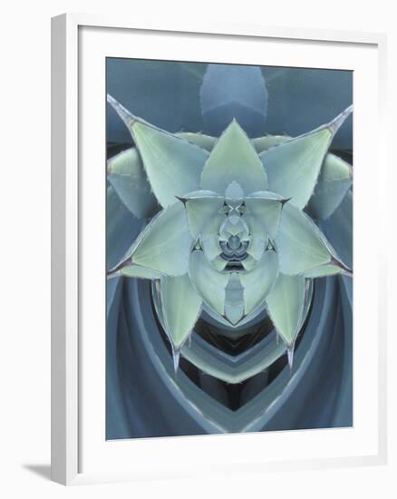 Agave Cactus-Adam Jones-Framed Photographic Print