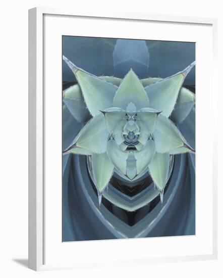 Agave Cactus-Adam Jones-Framed Photographic Print