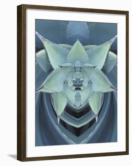 Agave Cactus-Adam Jones-Framed Photographic Print