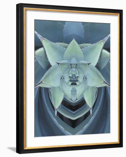 Agave Cactus-Adam Jones-Framed Photographic Print