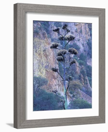 Agave, Century Plant, Big Bend National Park, Texas, USA-William Sutton-Framed Photographic Print