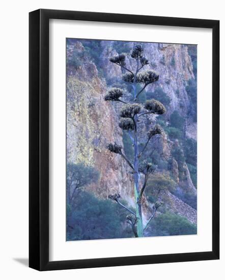 Agave, Century Plant, Big Bend National Park, Texas, USA-William Sutton-Framed Photographic Print