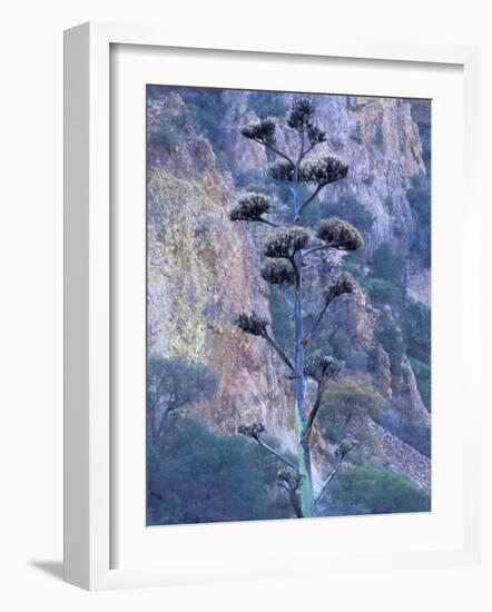 Agave, Century Plant, Big Bend National Park, Texas, USA-William Sutton-Framed Photographic Print