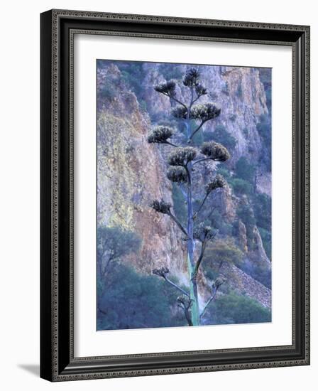 Agave, Century Plant, Big Bend National Park, Texas, USA-William Sutton-Framed Photographic Print