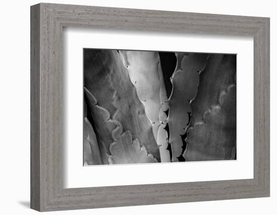 Agave Close-up II-Art Wolfe-Framed Photographic Print