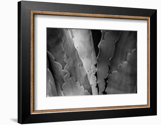 Agave Close-up II-Art Wolfe-Framed Photographic Print