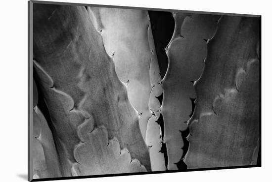 Agave Close-up II-Art Wolfe-Mounted Photographic Print