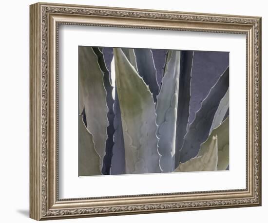 Agave Close-Up-Art Wolfe-Framed Photographic Print