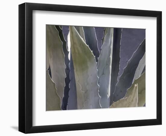 Agave Close-Up-Art Wolfe-Framed Photographic Print