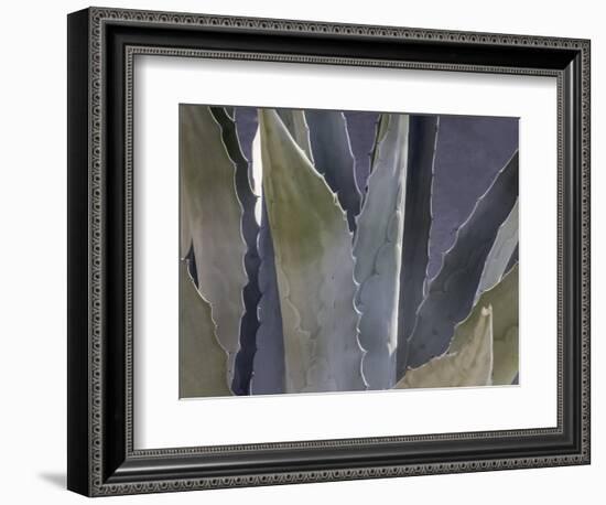 Agave Close-Up-Art Wolfe-Framed Photographic Print