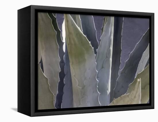 Agave Close-Up-Art Wolfe-Framed Premier Image Canvas