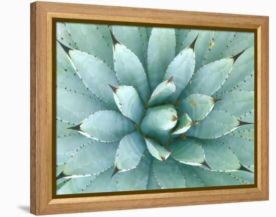 Agave, Desert Botanical Museum, Phoenix, Arizona, USA-Rob Tilley-Framed Premier Image Canvas