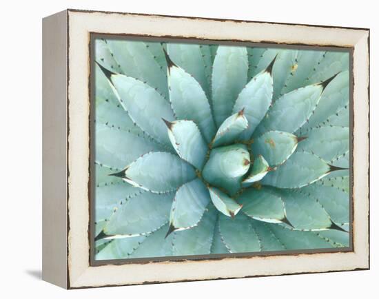 Agave, Desert Botanical Museum, Phoenix, Arizona, USA-Rob Tilley-Framed Premier Image Canvas