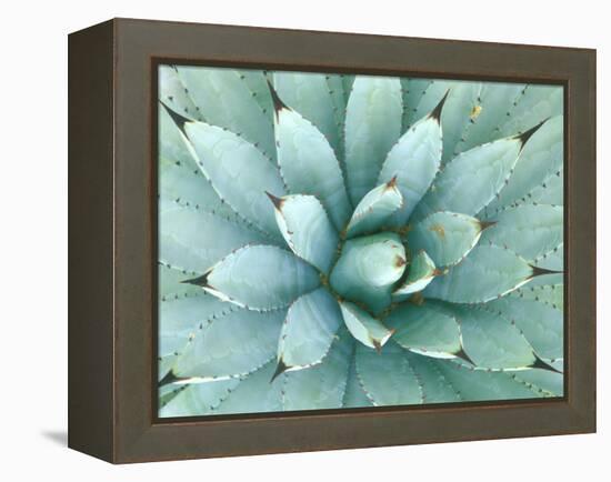 Agave, Desert Botanical Museum, Phoenix, Arizona, USA-Rob Tilley-Framed Premier Image Canvas