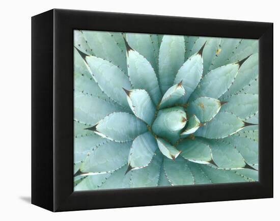 Agave, Desert Botanical Museum, Phoenix, Arizona, USA-Rob Tilley-Framed Premier Image Canvas