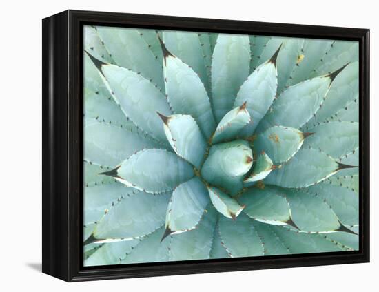 Agave, Desert Botanical Museum, Phoenix, Arizona, USA-Rob Tilley-Framed Premier Image Canvas