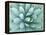 Agave, Desert Botanical Museum, Phoenix, Arizona, USA-Rob Tilley-Framed Premier Image Canvas