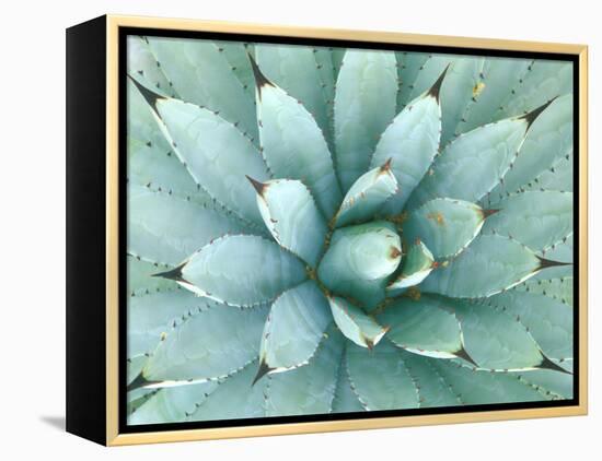 Agave, Desert Botanical Museum, Phoenix, Arizona, USA-Rob Tilley-Framed Premier Image Canvas