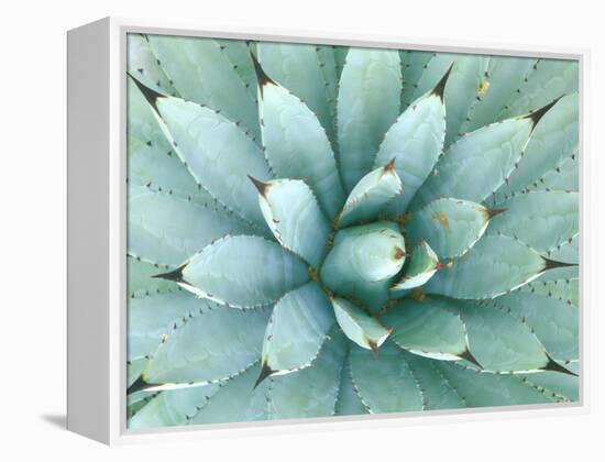 Agave, Desert Botanical Museum, Phoenix, Arizona, USA-Rob Tilley-Framed Premier Image Canvas