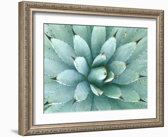 Agave, Desert Botanical Museum, Phoenix, Arizona, USA-Rob Tilley-Framed Photographic Print