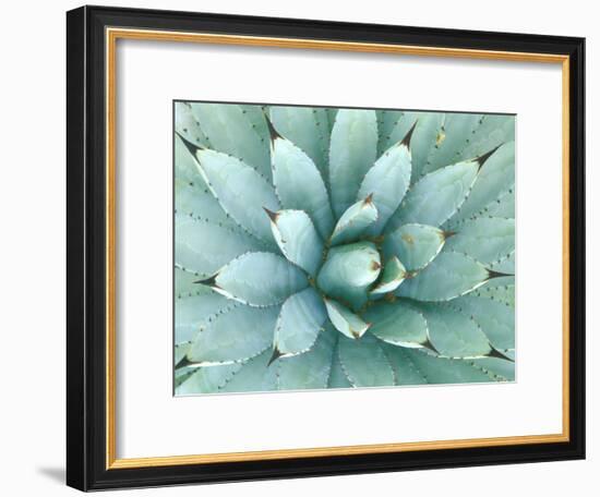 Agave, Desert Botanical Museum, Phoenix, Arizona, USA-Rob Tilley-Framed Photographic Print