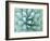 Agave, Desert Botanical Museum, Phoenix, Arizona, USA-Rob Tilley-Framed Photographic Print