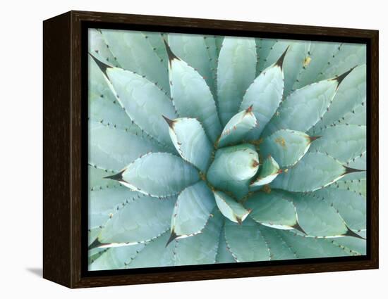 Agave, Desert Botanical Museum, Phoenix, Arizona, USA-Rob Tilley-Framed Premier Image Canvas