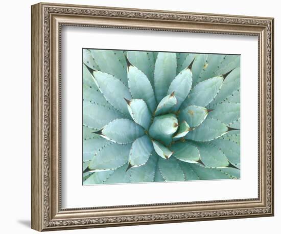 Agave, Desert Botanical Museum, Phoenix, Arizona, USA-Rob Tilley-Framed Photographic Print