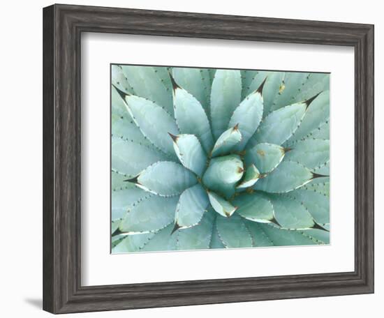 Agave, Desert Botanical Museum, Phoenix, Arizona, USA-Rob Tilley-Framed Photographic Print