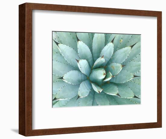 Agave, Desert Botanical Museum, Phoenix, Arizona, USA-Rob Tilley-Framed Photographic Print