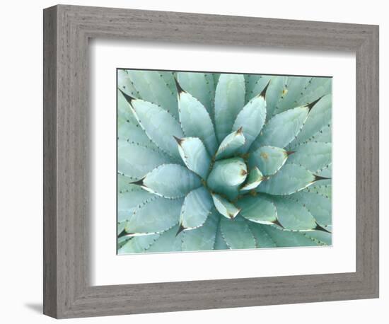 Agave, Desert Botanical Museum, Phoenix, Arizona, USA-Rob Tilley-Framed Photographic Print