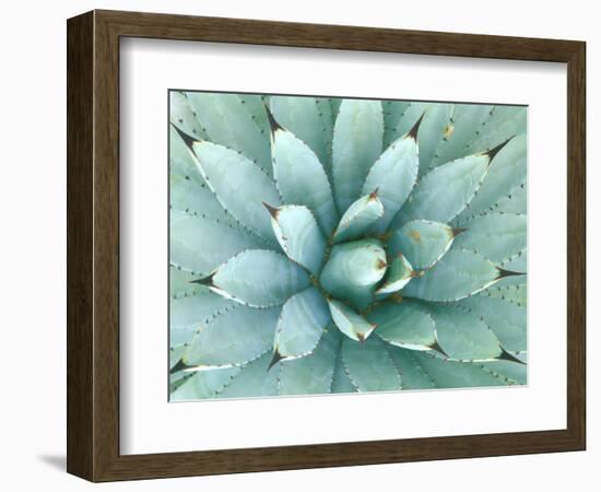 Agave, Desert Botanical Museum, Phoenix, Arizona, USA-Rob Tilley-Framed Photographic Print