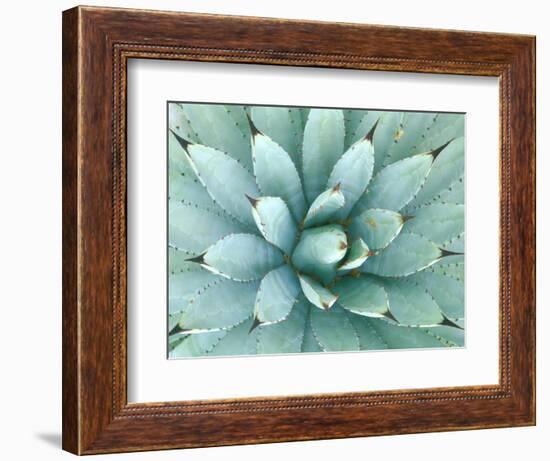 Agave, Desert Botanical Museum, Phoenix, Arizona, USA-Rob Tilley-Framed Photographic Print