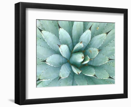 Agave, Desert Botanical Museum, Phoenix, Arizona, USA-Rob Tilley-Framed Photographic Print